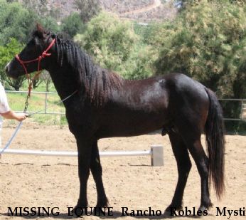 MISSING EQUINE Rancho Robles Mystik Spirit,  Near Valley Center, CA, 92082